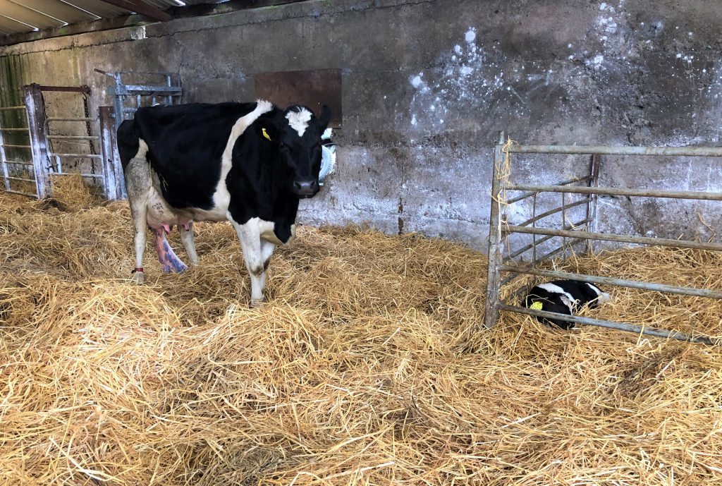 The importance of keeping records this calving season 3 The importance of keeping records this calving season