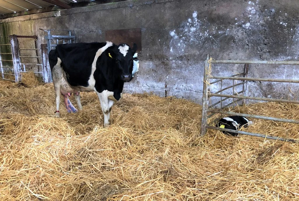 the importance of keeping records this calving season 1