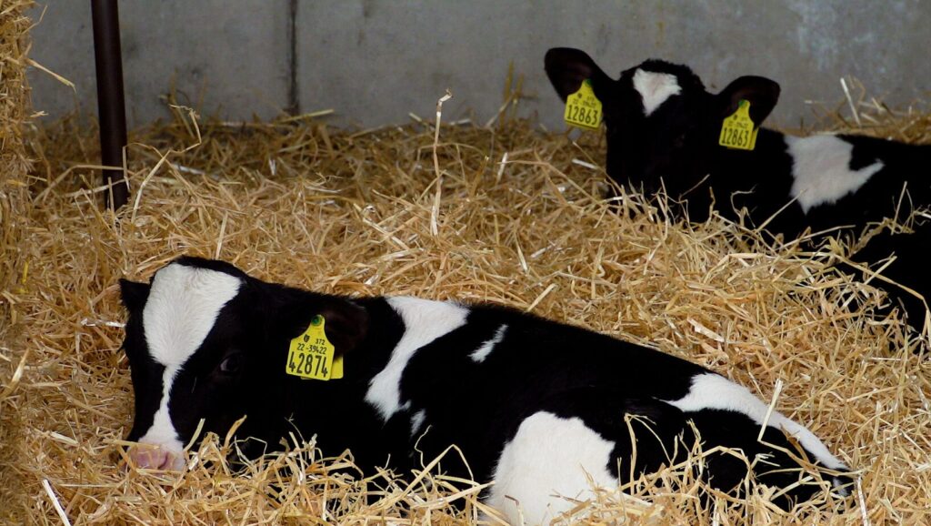 time to start thinking about disbudding calves 1