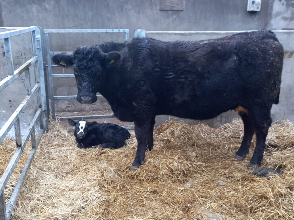 tips to ensure a healthy calving season from cafre advisor 1