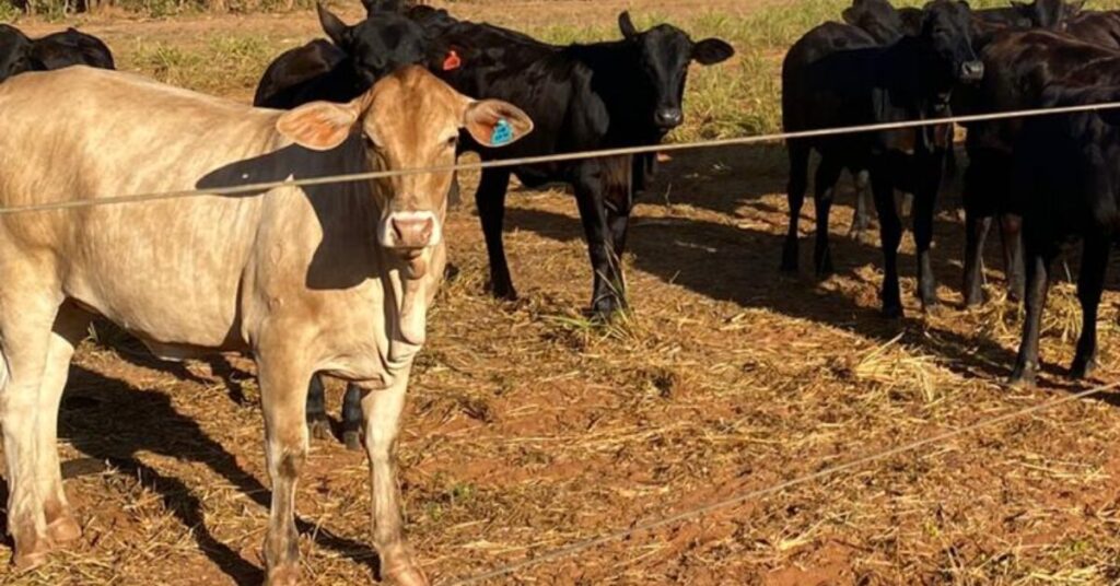 374 municipios estao em situacao de emergencia no rs