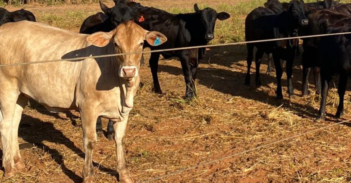 374 municipios estao em situacao de emergencia no rs