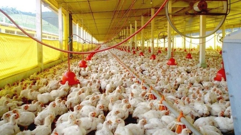 Abate de frangos totaliza 611 bi de cabecas em 2022