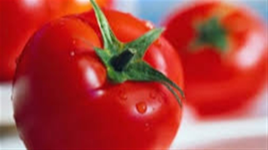 Adubacao mineral e organica no plantio do tomate