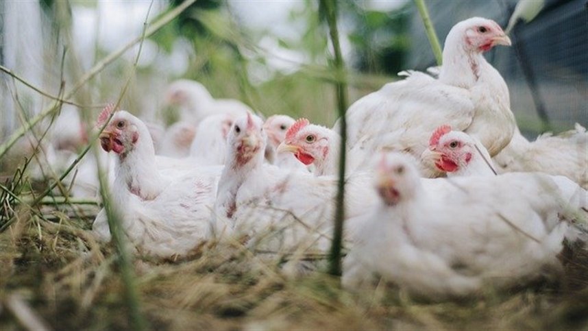 Desempenho das Unidades Federativas nas exportacoes de carne de frango