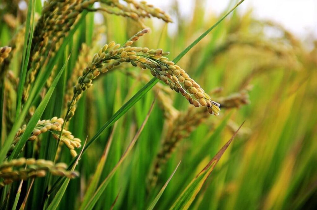 Em plena colheita no Sul do Brasil arroz requer atencao