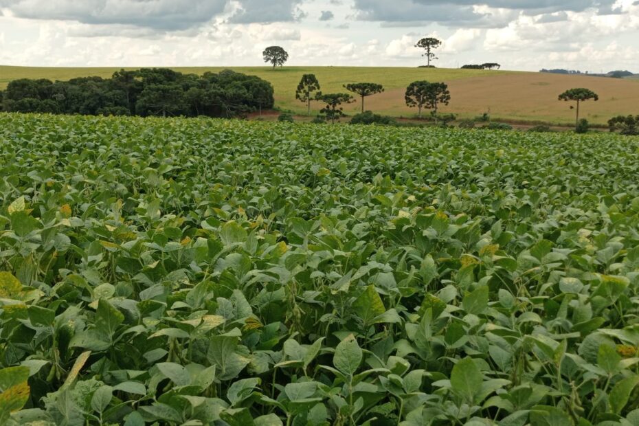 EmaterRS Insuficiencia de chuvas pode comprometer produtividade da soja