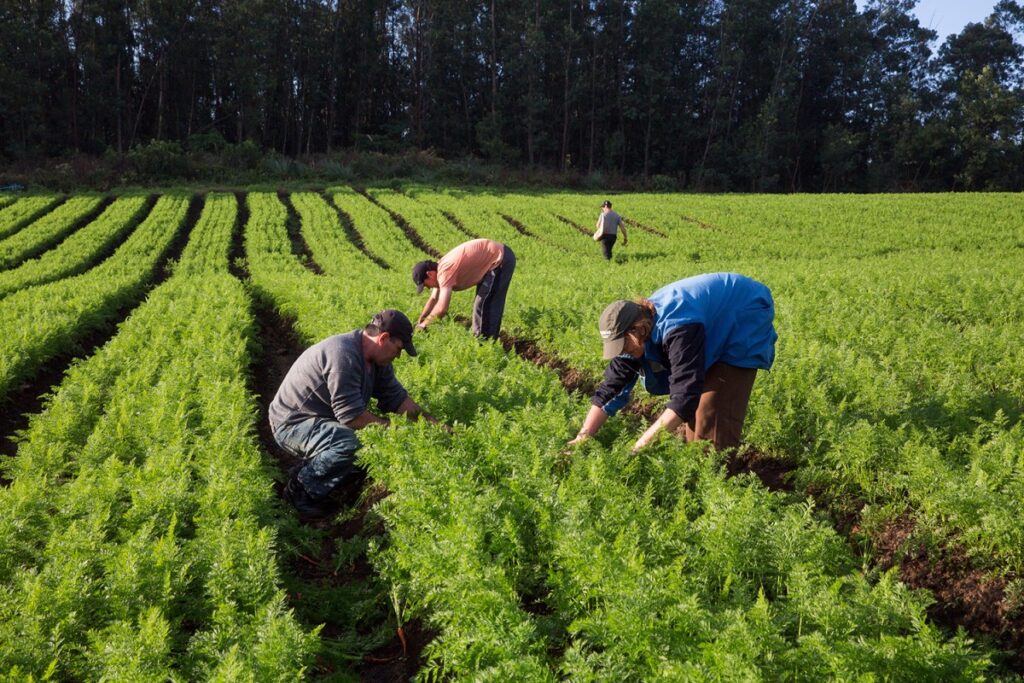 Governo federal anuncia programa nacional para producao de alimentos saudaveis