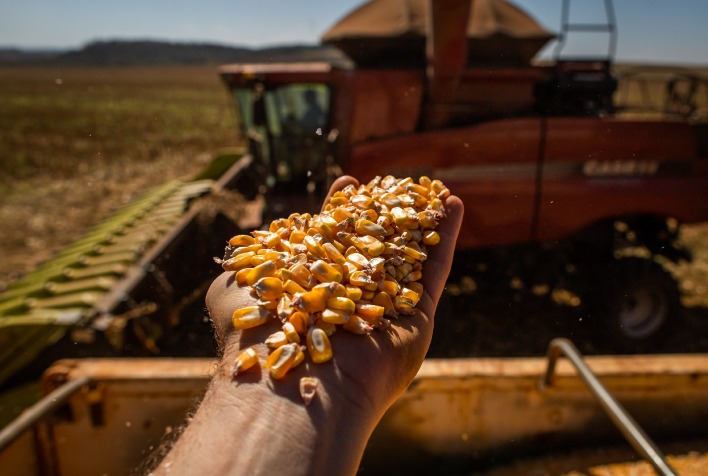 Milho ultrapassa soja e e o produto mais exportado do