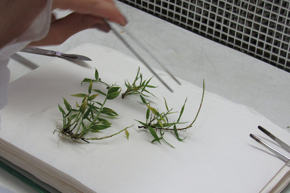 Nova Técnica Permite Reprodução Em Larga Escala De Bambu 2023