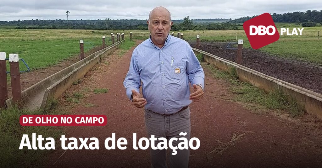 Capim estrela africana uma opção a nutrição do gado