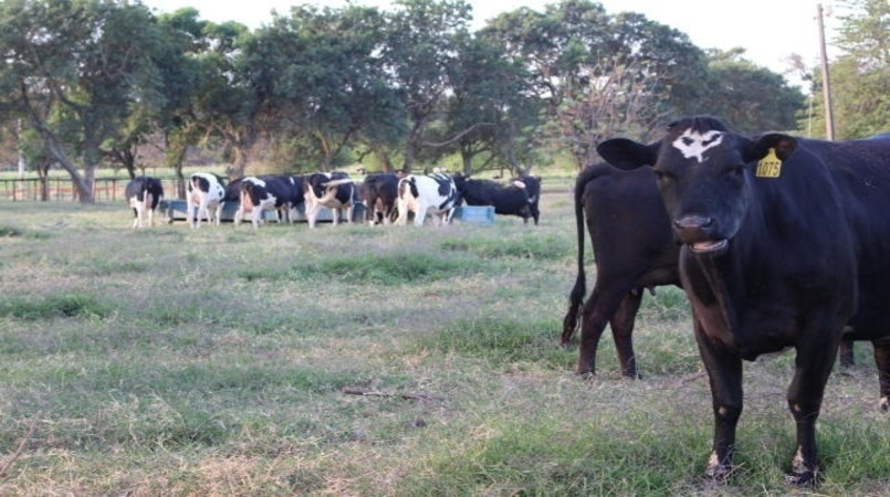 Pecuaria de leite no Brasil gera baixa emissao de carbono