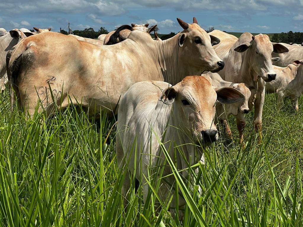 Mato Grosso