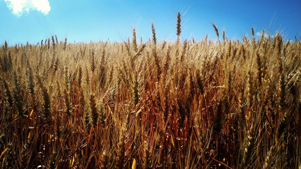Nova cultivar de trigo para silagem, ração animal, produtividade, qualidade, resistência a doenças