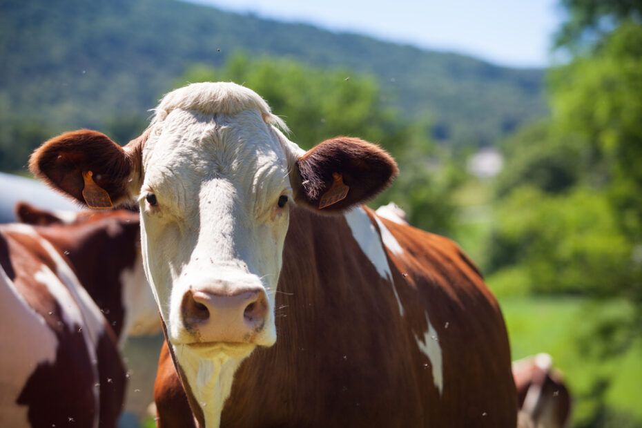 Vaca louca exportacoes de carne a China sao liberadas exatamente