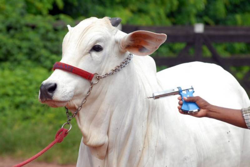 vacina para o gado
