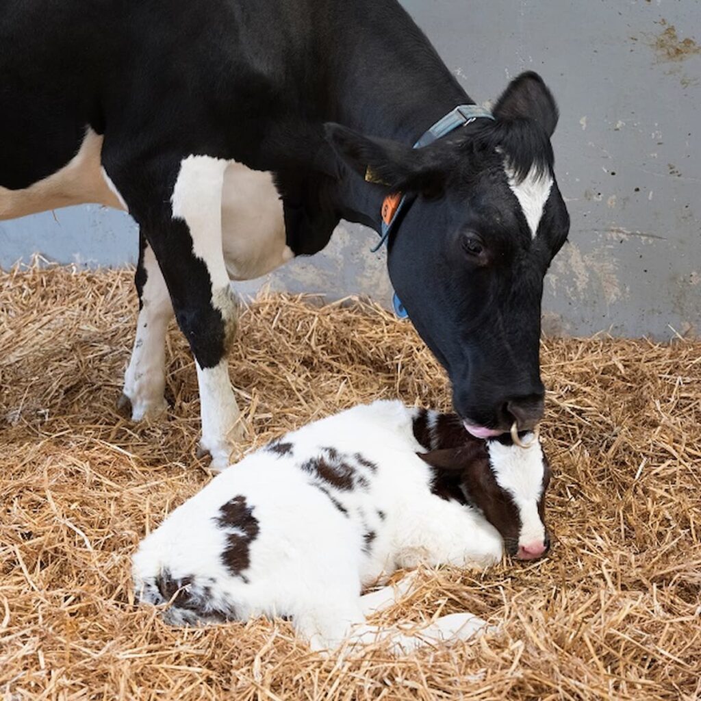 Veja dicas para o pos parto de vacas leiteiras