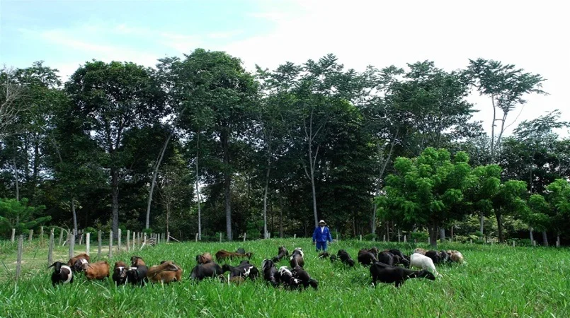 a espera da china ritmo de negocios na pecuaria segue lento no brasil