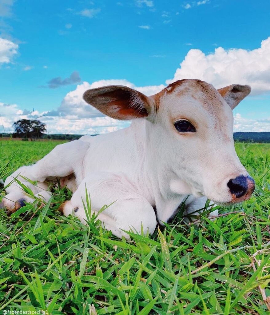 Capim para bezerros bezerros, produção, pecuária, saúde, nutrição, manejo, rentabilidade, mercado, manejo reprodutivo, lucro. BRS Quênia