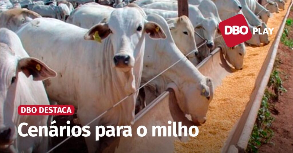 a nova realidade do milho e os ajustes da pecuaria veja a entrevista portal dbo