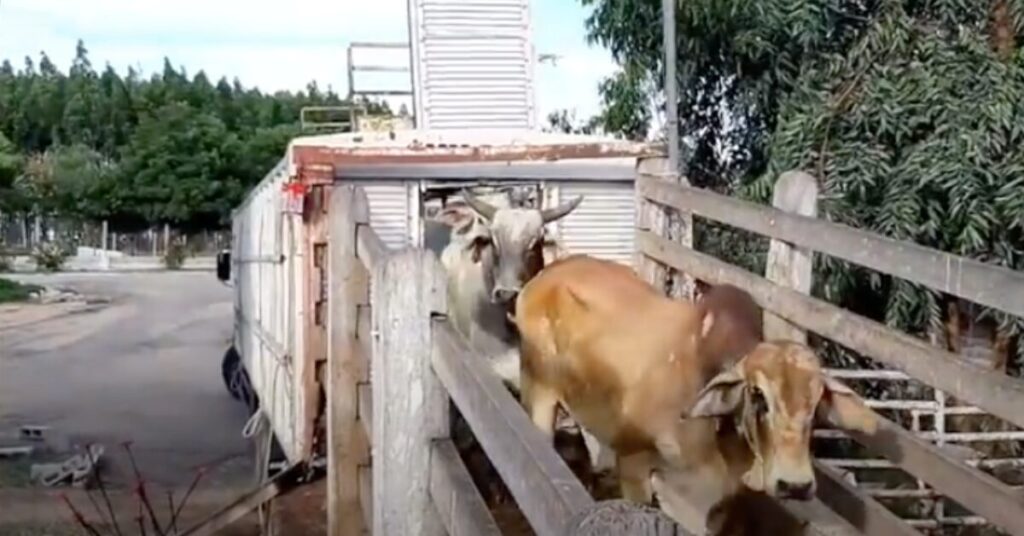 abates de machos recuam em mt enquanto os envios de femeas ao gancho avancam em fev 23 portal dbo