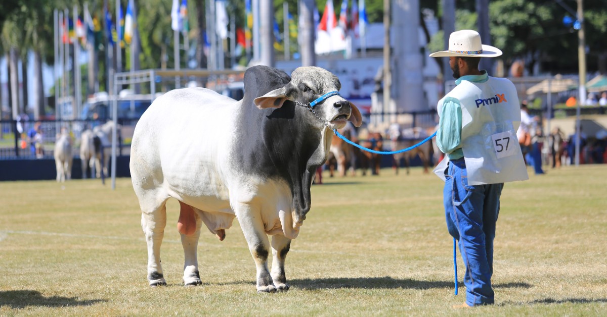 ABCZ lança oficialmente a 88ª ExpoZebu em coletiva de imprensa em SP • Portal DBO