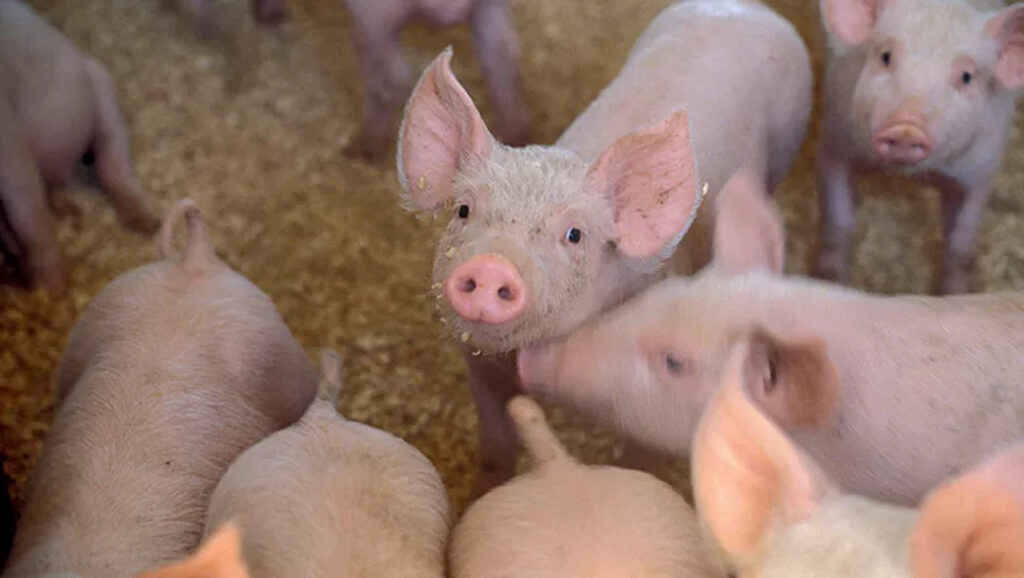 Ácidos orgânicos podem aumentar o consumo de água e ração de porcas 2 acidos organicos podem aumentar o consumo de agua e racao de porcas