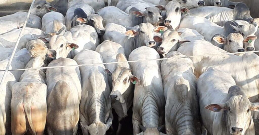 Nelore, leilão de gado, venda de gado, bovinocultura, melhoramento genético, raça Nelore, raça bovina, genética animal, mercado de gado, pecuária