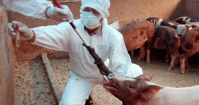 acoes de frigorificos sobem em bloco com surto de peste suina na china veja quais acoes ter money times