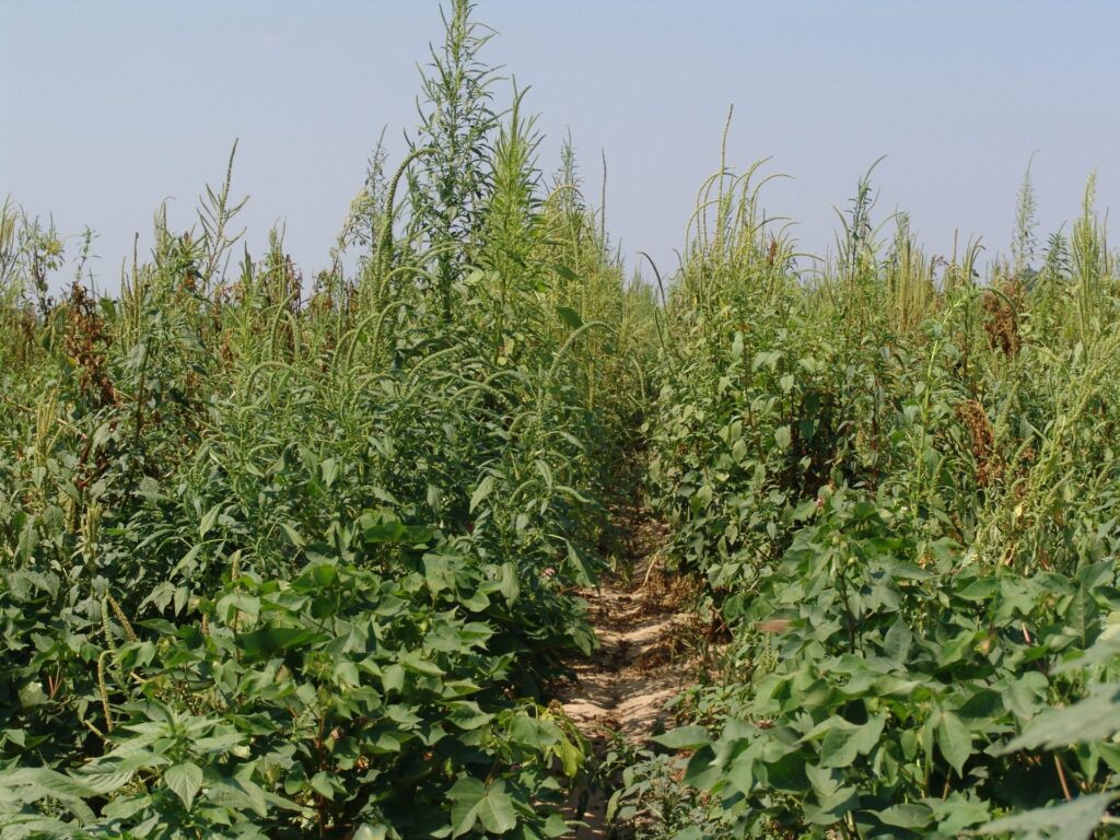 agronomos paulistas lutam contra praga na divida com ms 1