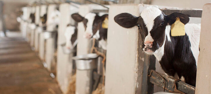 Colostro - Nutrição Animal - Agroceres Multimix