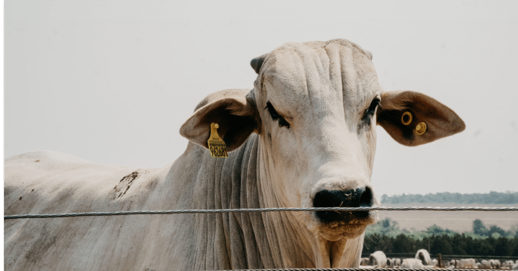 analista esclarece duvidas sobre uso de estrategias de protecao aos precos da arroba portal dbo