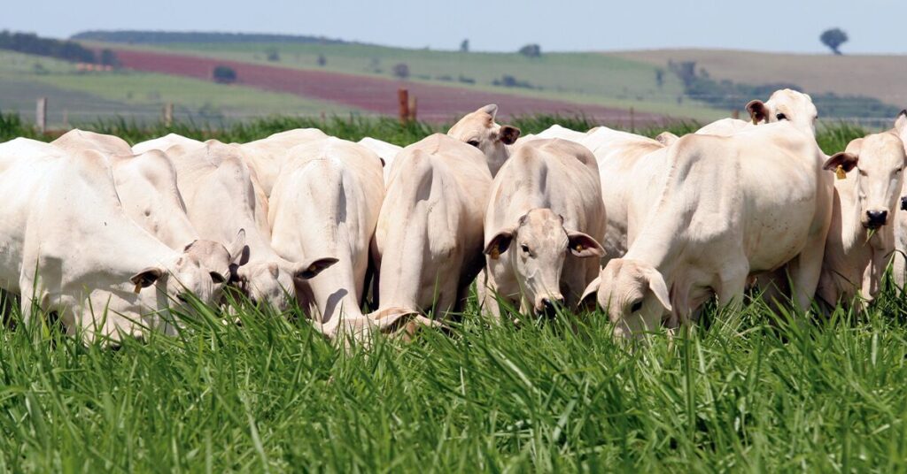 anuario dbo como fazer um bom planejamento de oferta e demanda de forragem portal dbo 3