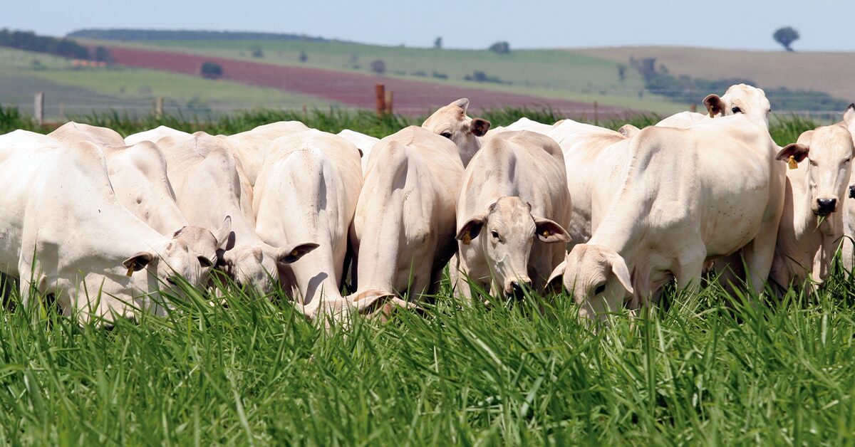 anuario dbo como fazer um bom planejamento de oferta e demanda de forragem portal dbo 3