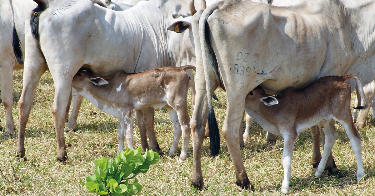 anuario dbo uma revisao necessaria na estrategia da estacao de monta portal dbo