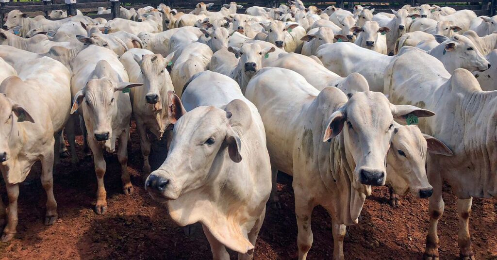 apos 20 de anos de avancos iatf recua 5 em 2022 portal dbo