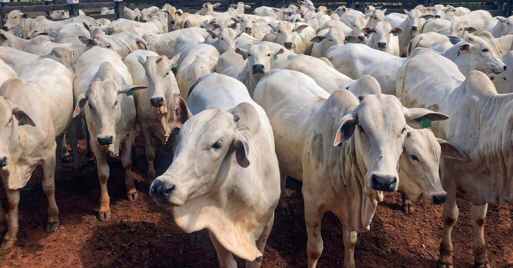 apos 20 de anos de avancos iatf recua 5 em 2022 portal dbo