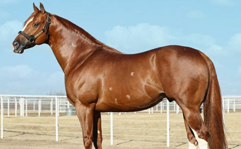 aqha divulga os cinco melhores garanhoes de corrida de 2022 1