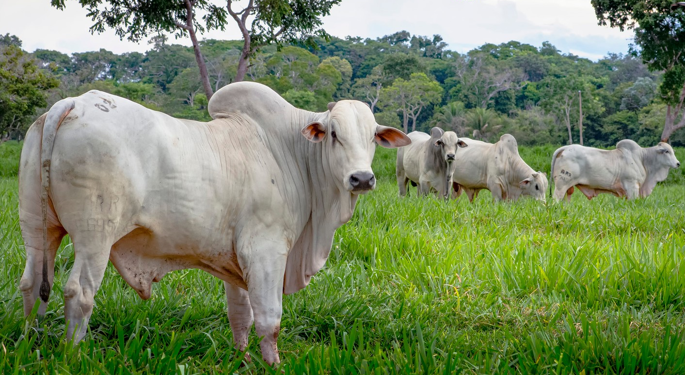 arroba do boi oferta da china muda os precos