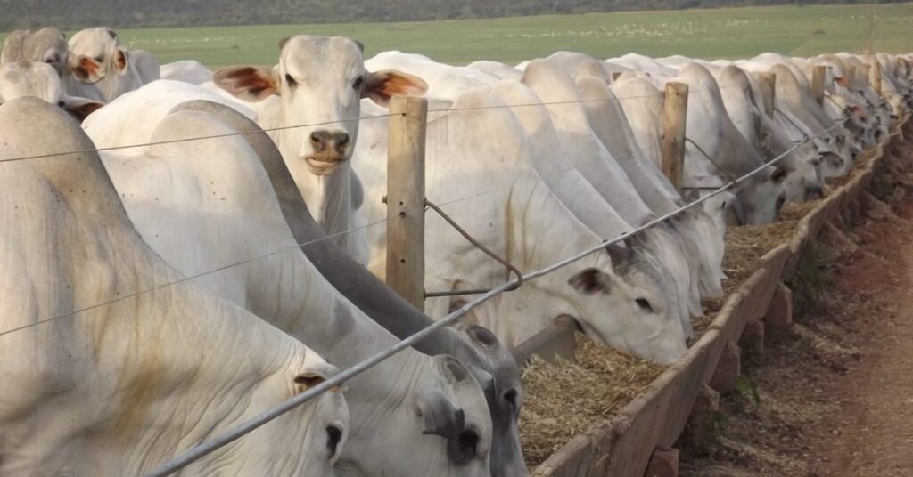 arroba fecha a semana estavel mas especulacao baixista se mantem 2