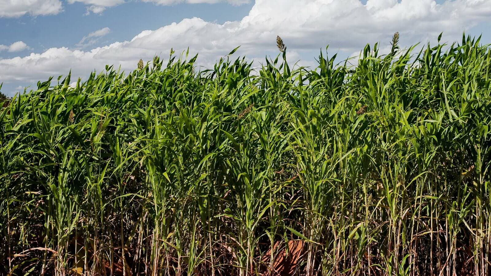 As Vantagens do Mega Sorgo BRS 716 para Silagem: Lucro e Benefícios Comparados à Lavoura de Milho