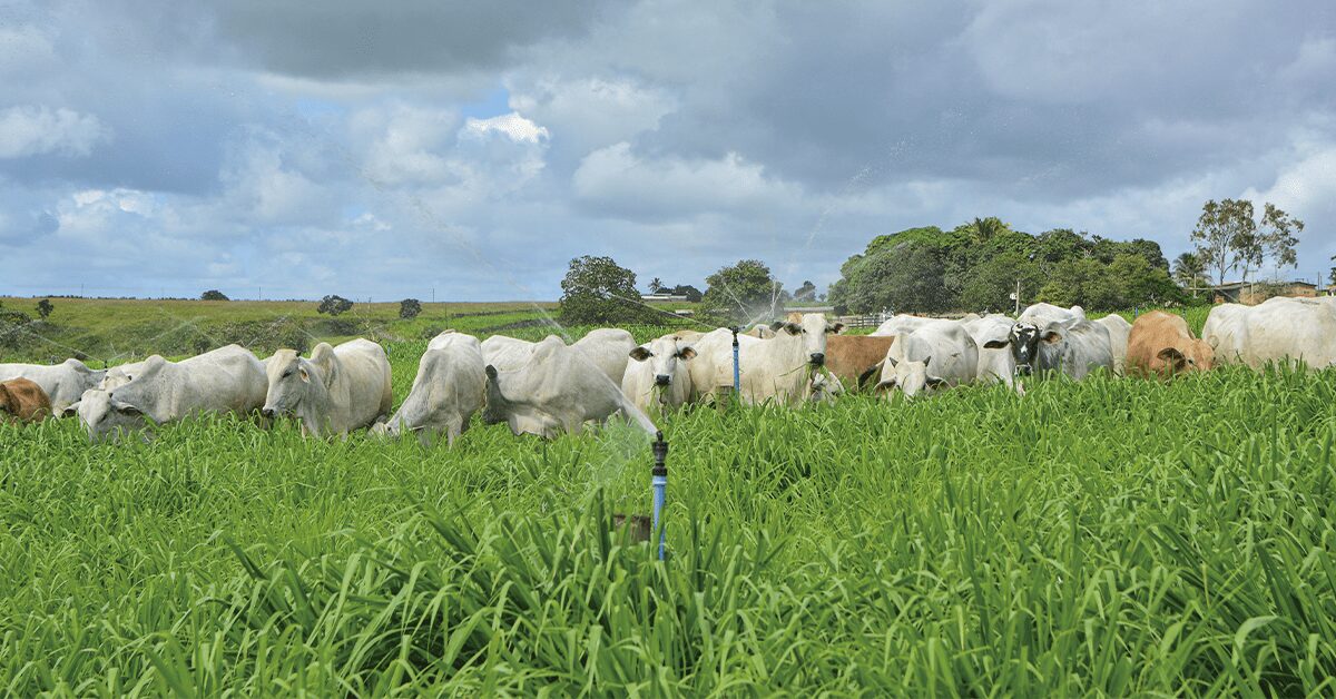 bem medido na agricultura mas ainda pouco na pecuaria portal dbo