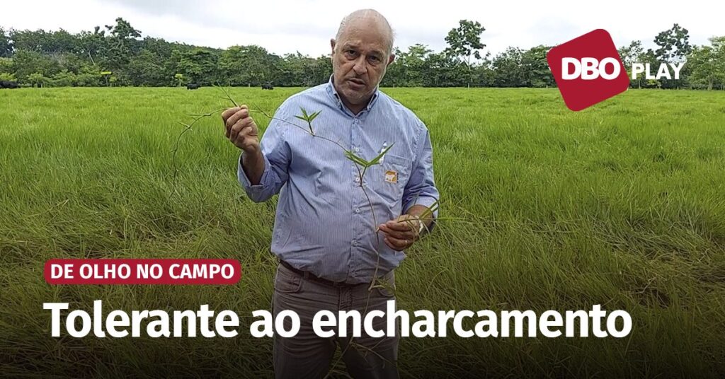 brachiaria humidicola e excelente para areas umidas portal dbo