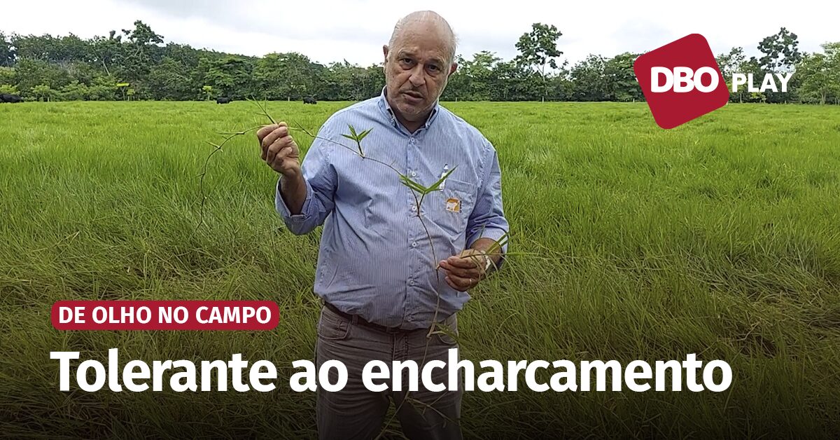 brachiaria humidicola e excelente para areas umidas portal dbo