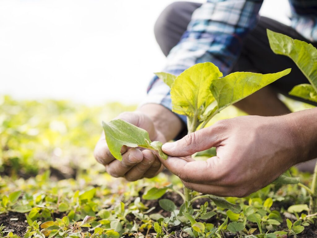 Brasil e Austrália debatem produção agrícola sustentável e mercado internacional 2 brasil e australia debatem producao agricola sustentavel e mercado internacional 1