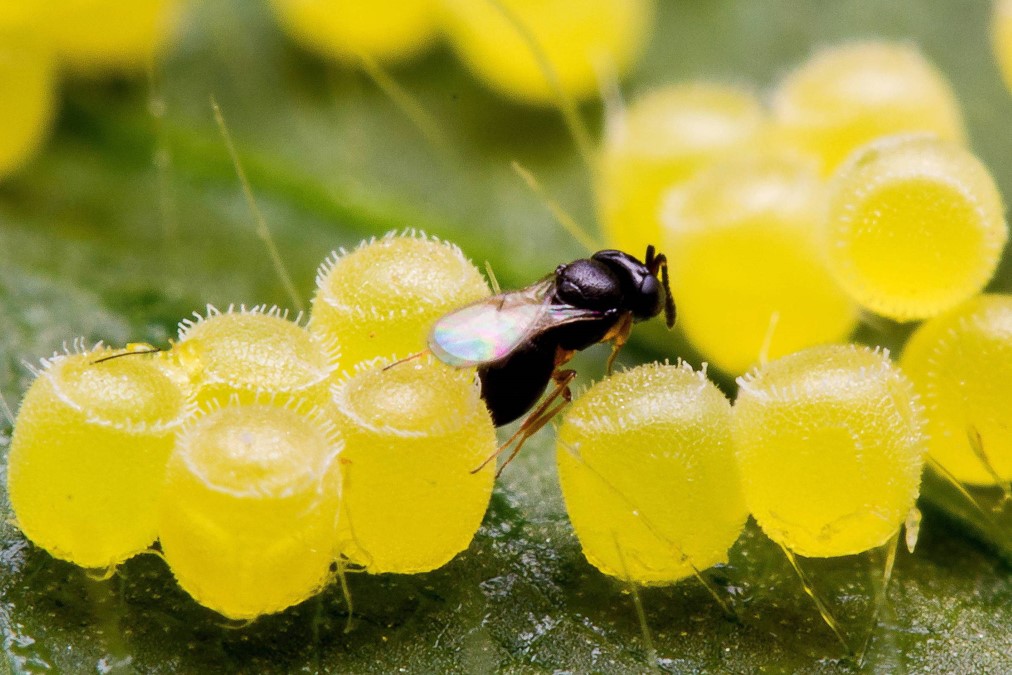 brasil maior produtor e usuario de agentes de biocontrole 1