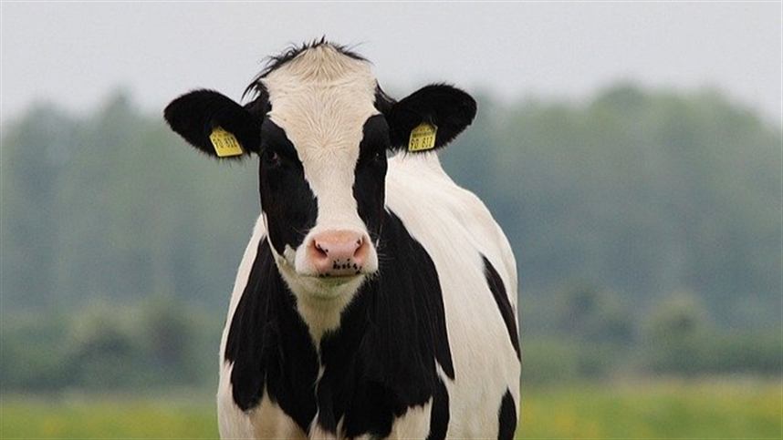 cadeia leiteira preco e sanidade estao na pauta