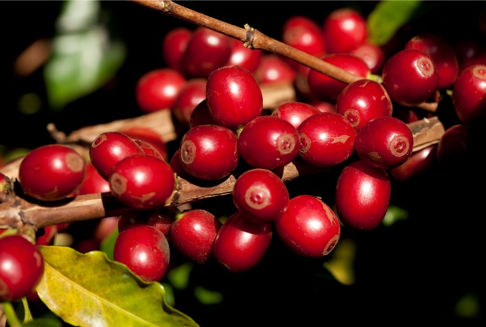 cafes do 10o premio regiao do cerrado mineiro serao lancados em curitiba