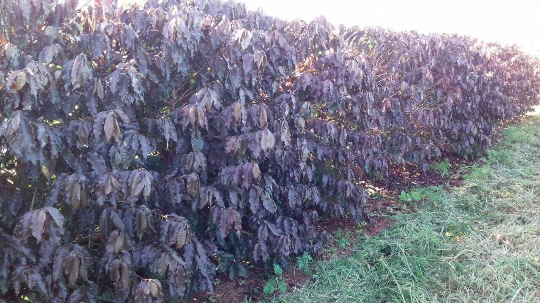 cafezais Quais espécies protegem contra geadas