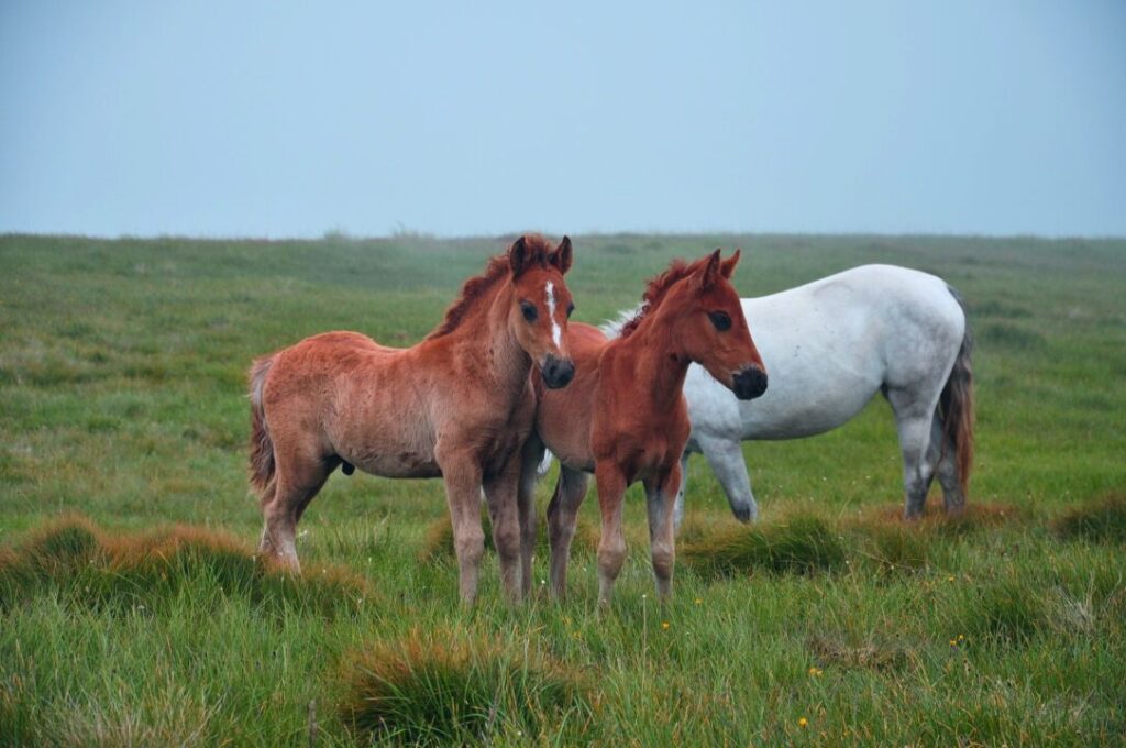 Carrapato é ameaça silenciosa ! Saiba o Motivo 2 Carrapatos são ameaça silenciosa e podem impedir animal de participar de provas internacionais